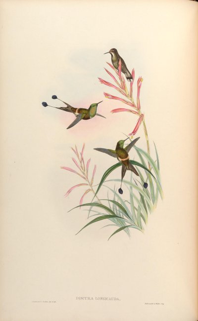 Discura longicauda door John Gould